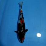 Showa 37 cm