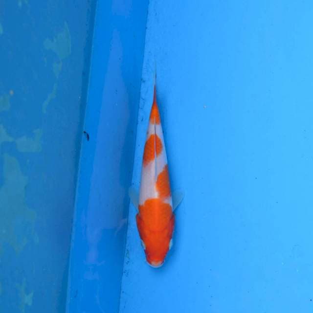 Kohaku F1