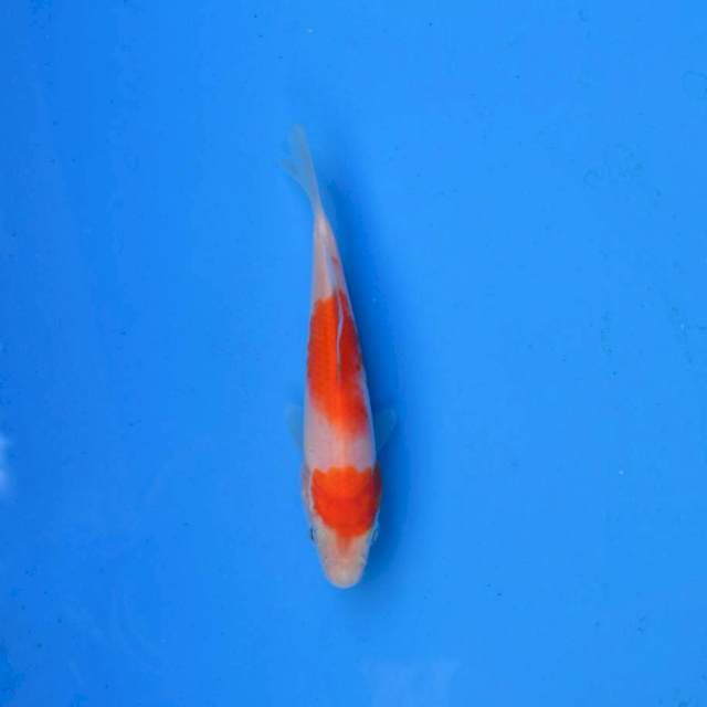 Kohaku F1