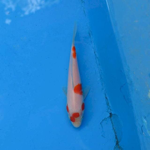 Kohaku F1