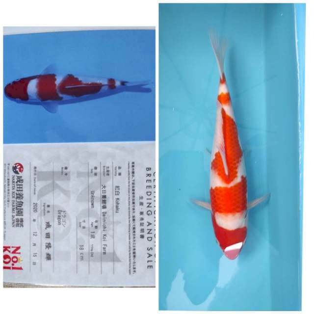 Dainichi Kohaku