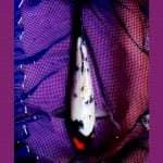 Tancho Showa Original