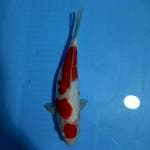 Kohaku
