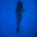 Sora