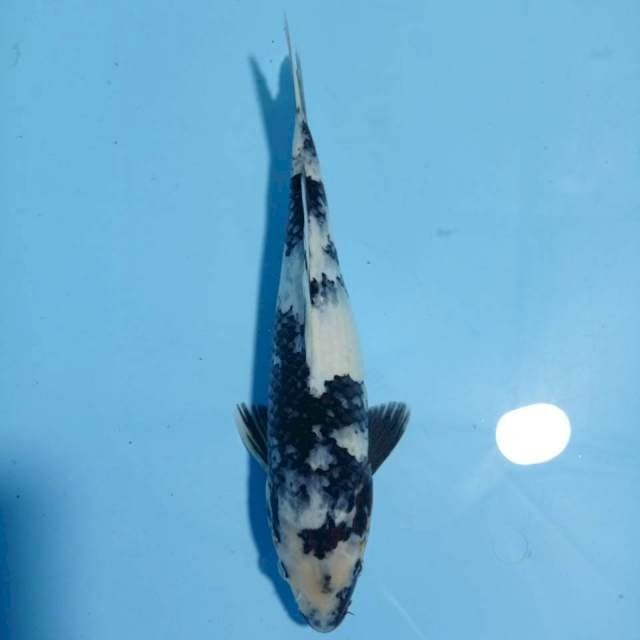 Shiro, 27 cm