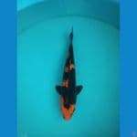 Hi Utsuri Hitam Legam 27 cm
