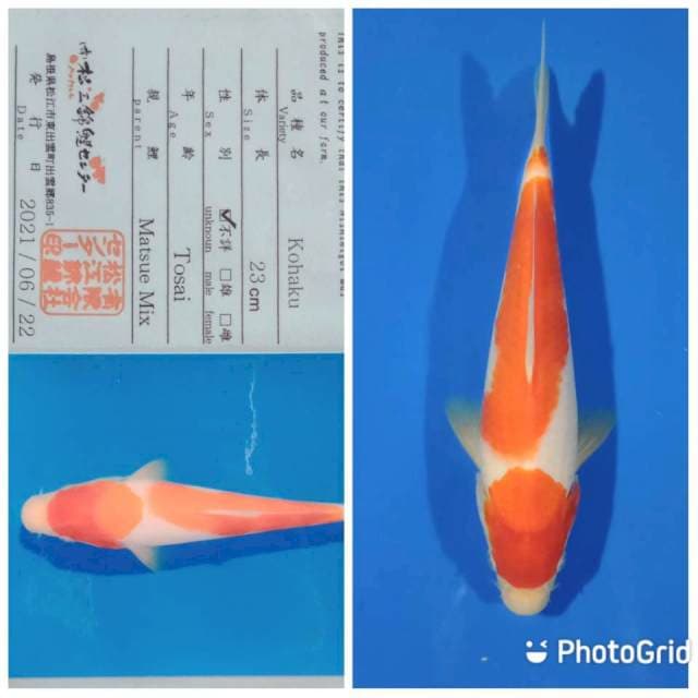 Kohaku import Matsue farm