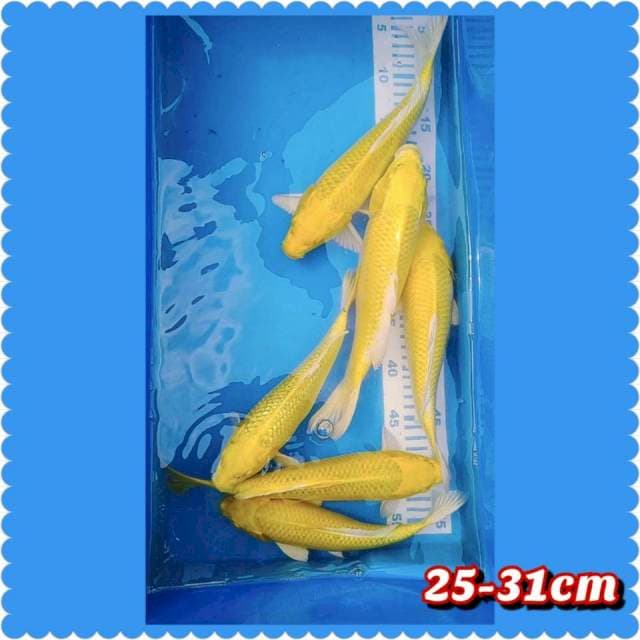6ekor ogon gindrin non gindrin asli kuning