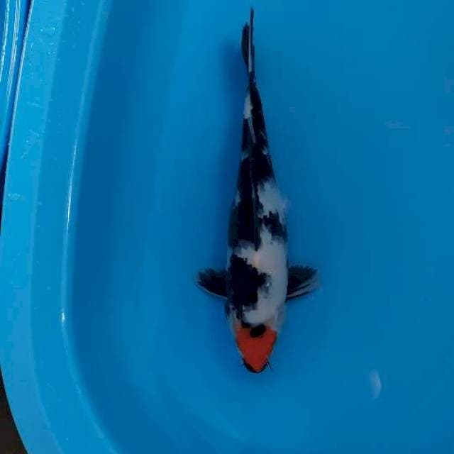 thanco showa berpunuk female 36 cm