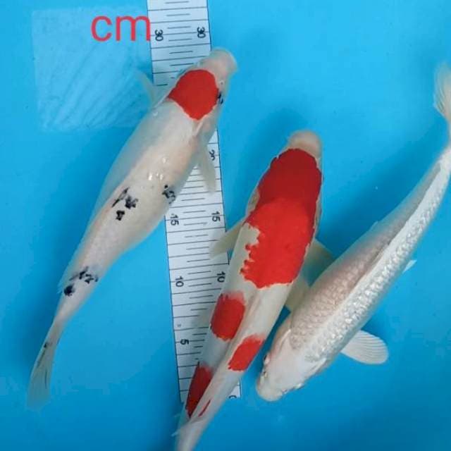 Mik strong 31,35 cm