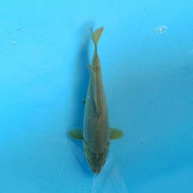 Midorigoi 22 cm