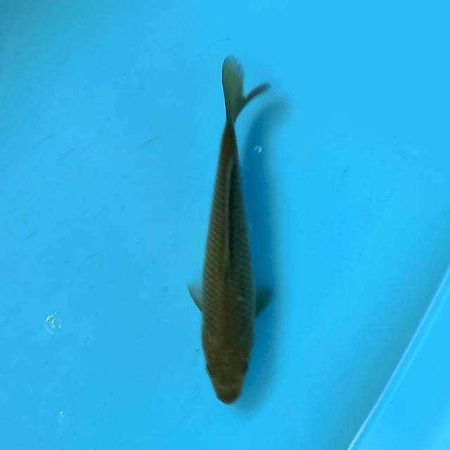 Chagoi 16 cm