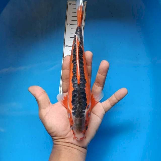 Shusui