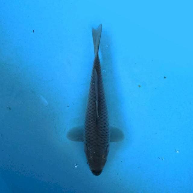 Soragoi 15 cm