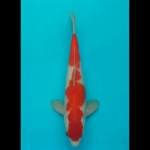 Kohaku 39cm