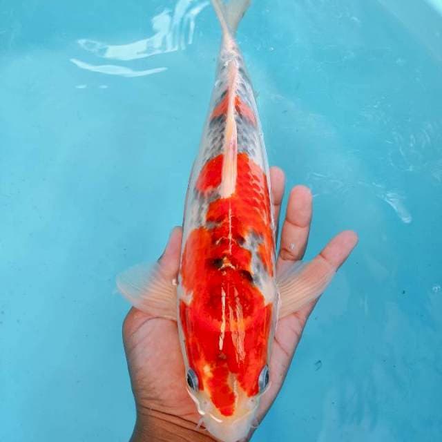 Goshiki33cm