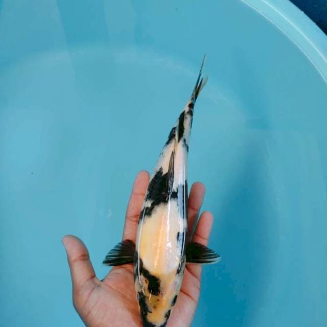 Shiro 28cm