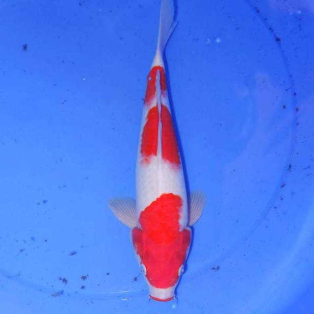 SANDAN KOHAKU