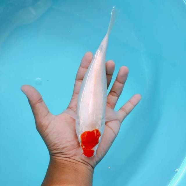 Tc kohaku 24cm