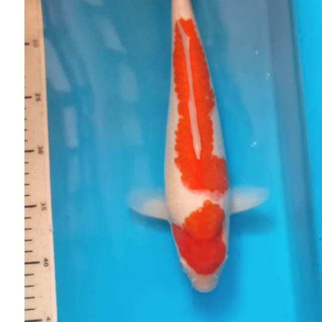 Kohaku 32cm