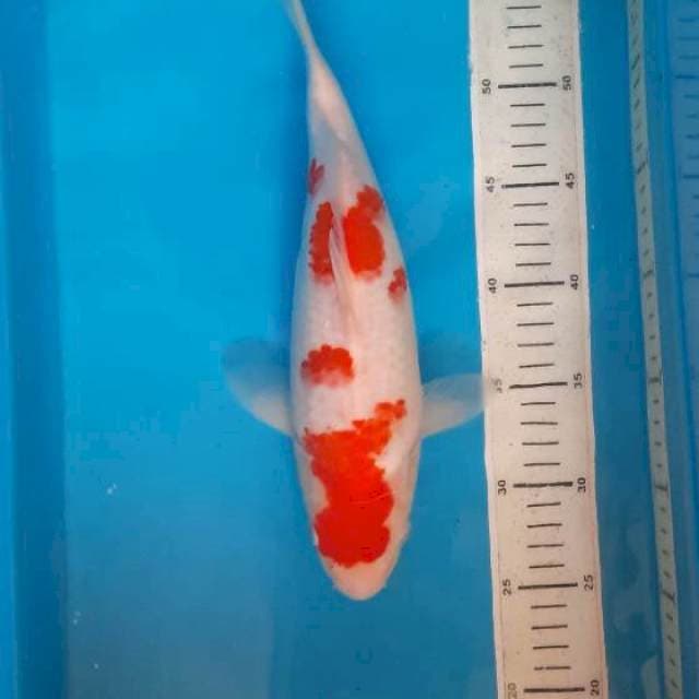 Kohaku 32cm