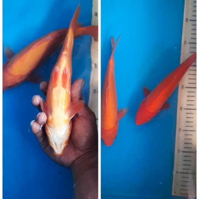 Akahajiro doit 25cm