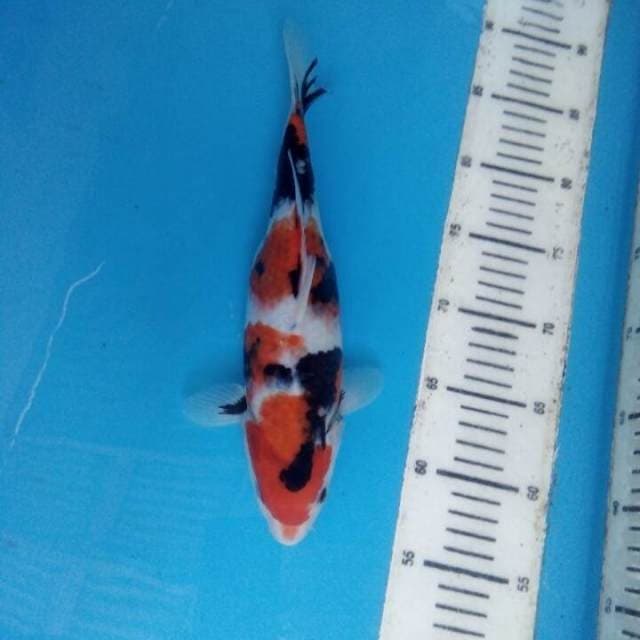 Showa SQ bulki 29cm