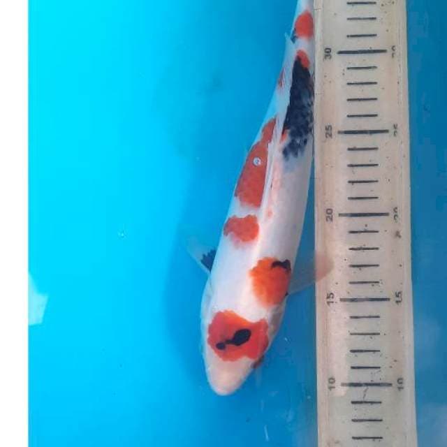 Showa maruten 28cm