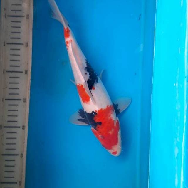 Showa 30cm 