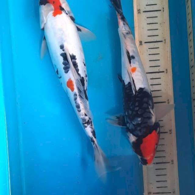 Tancho showa 30-32cm 