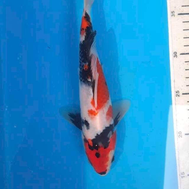 Showa 25cm 