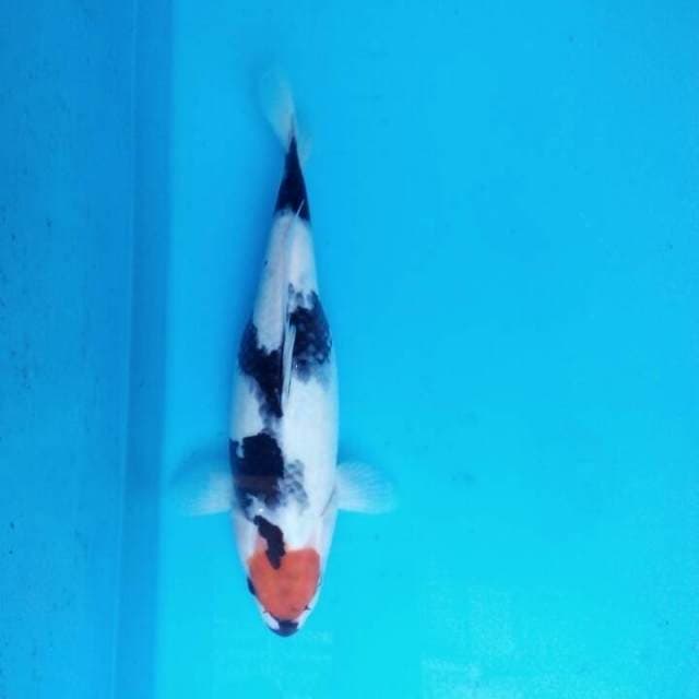 Thanco showa 30cm