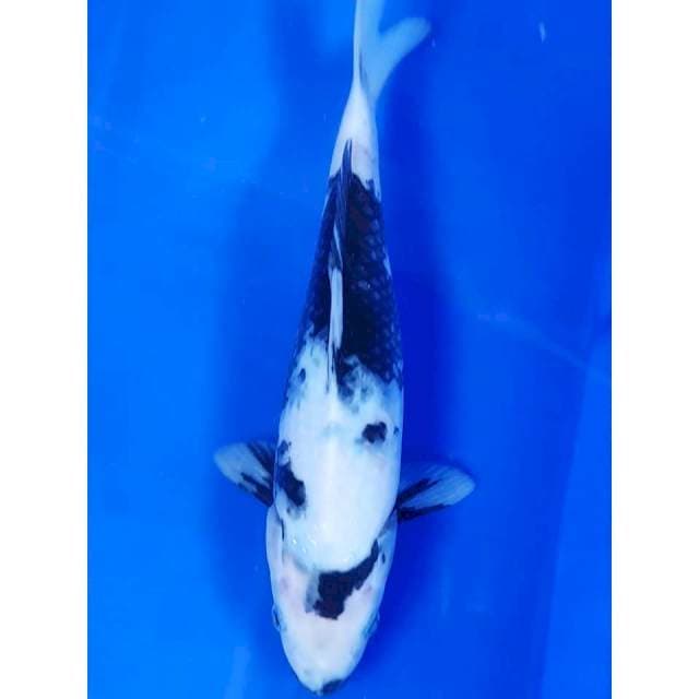 25 cm # SHIRO