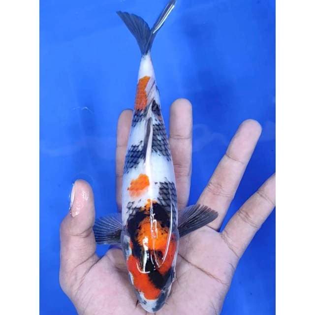 22 cm # SHOWA