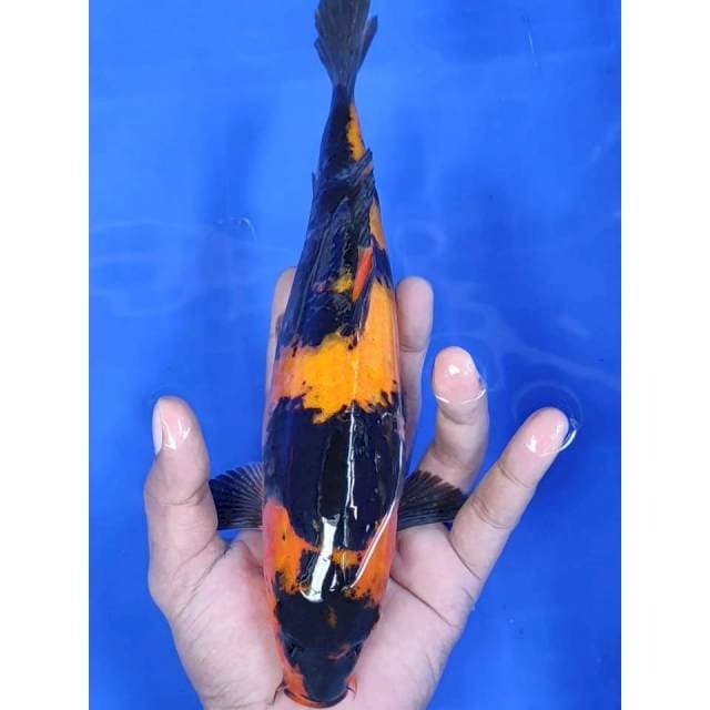 27 cm # UTSURI