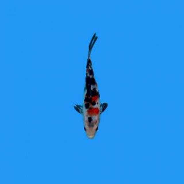 Sanke 20