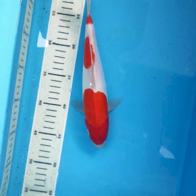 Kohaku doit, 25cm