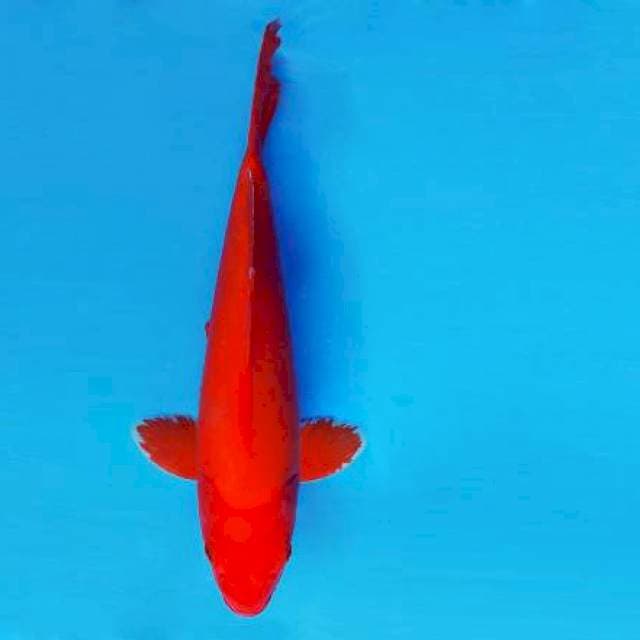 GEIZHA 4 ~ BENIGOI ™
