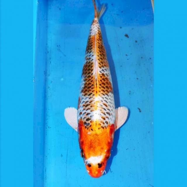 31cm KOJAKU