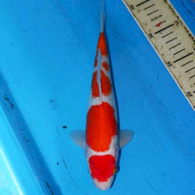 KUHAKU