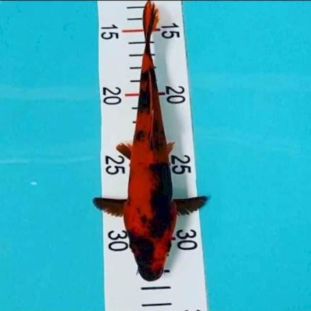Hiu utsuri 20 cm