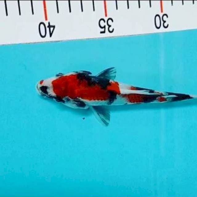 Showa SQ 18 cm 