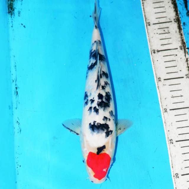 30cm TANCHO SANKE