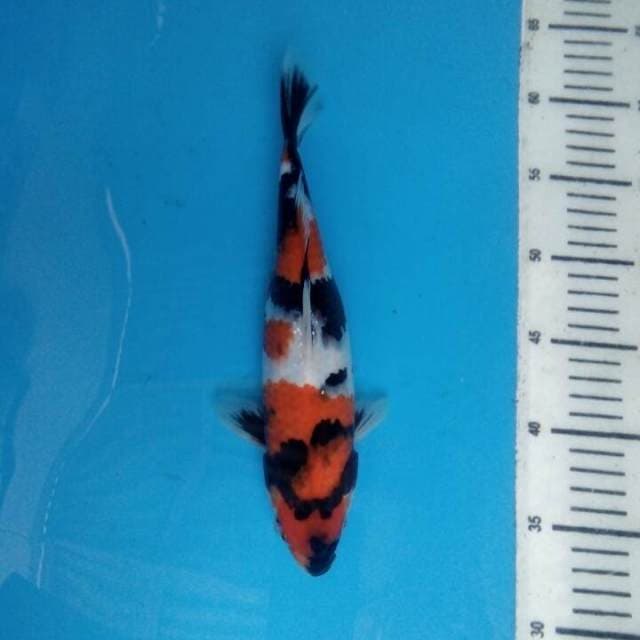 Showa 27cm