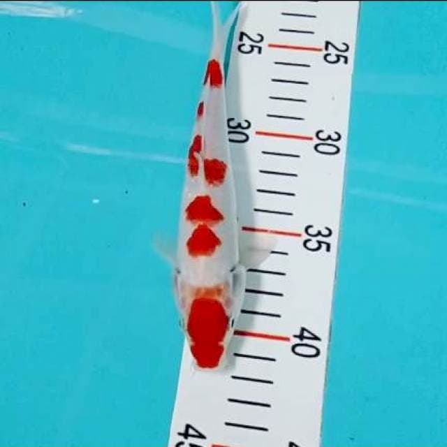 Kohaku 20 cm