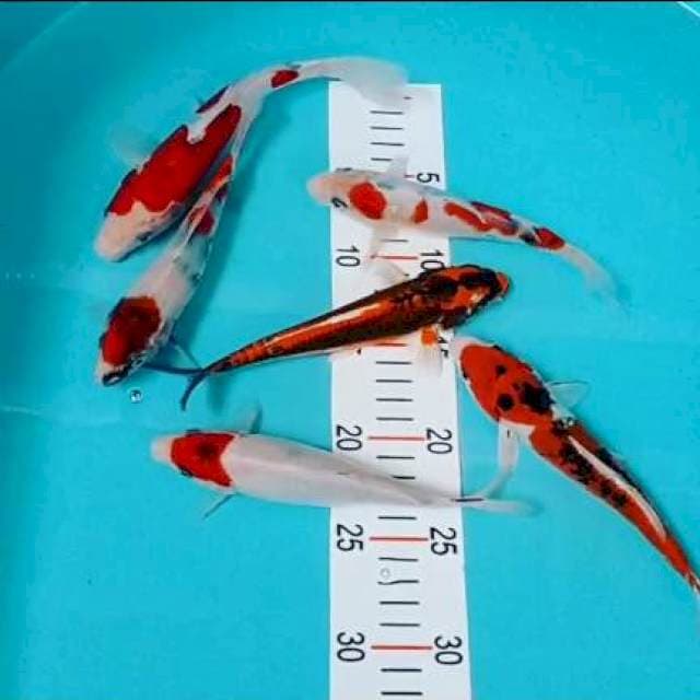 Mix Showa kohaku.