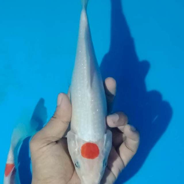 Tancho kohaku 26cm
