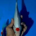 Tancho kohaku 26cm 