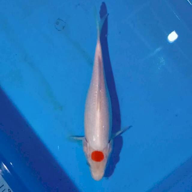 Tancho kohaku 26cm