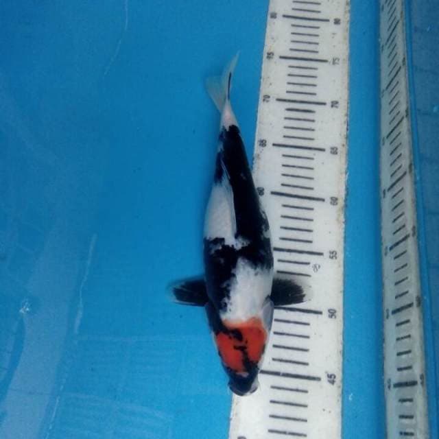 Tancho showa 27cm
